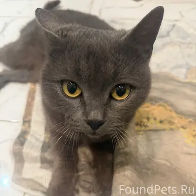 Найдена кошка, г. Михайловск