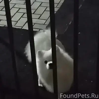 Пропал японский шпиц, Елабуга, Пионерский парк