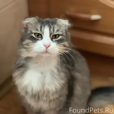 Пропала вислоухая кошка Сима, СНТ Залив