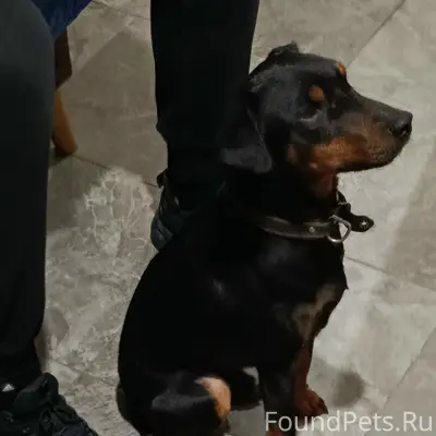 Пропал яхт терьер, район парка Победы