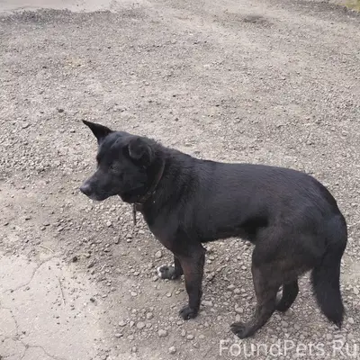 Найден пёс, хромает лапа, на металлоприёмке (Мельничная 8)