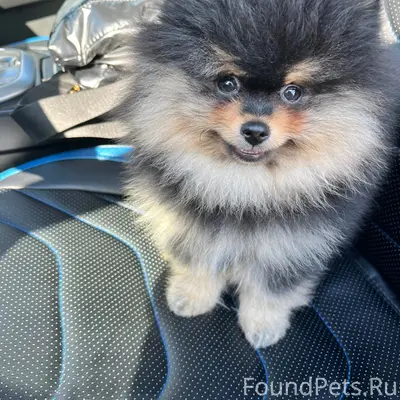 Пропал шпиц, Пирогова 26