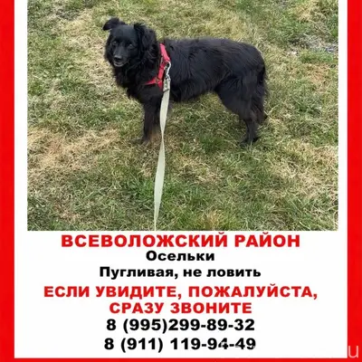 Пропала собака, пугливая, Кавголовские холмы