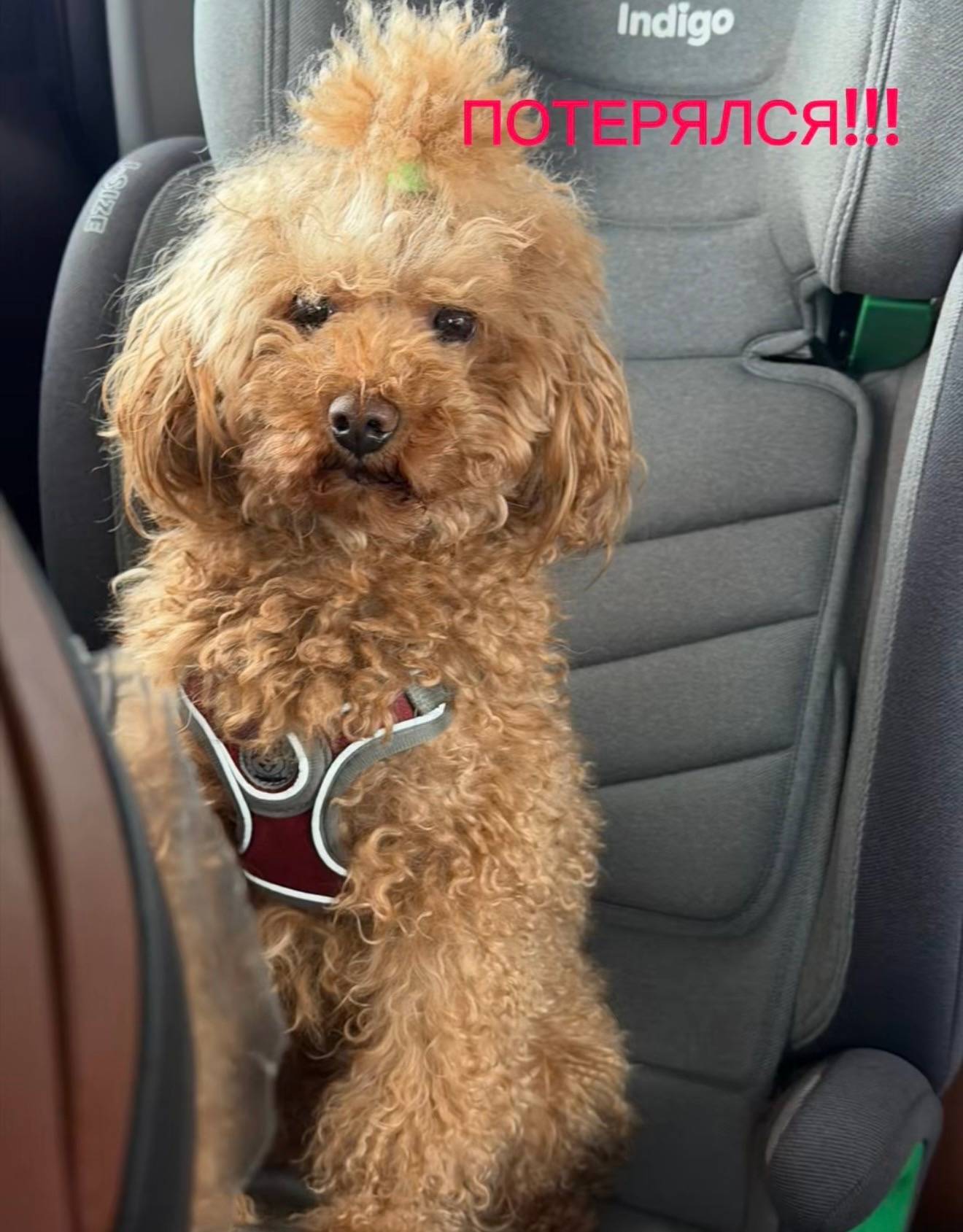 Пропал той-пудель Чарли, деревня Ванеево