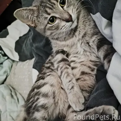 Пропала кошка Луна, г. Колпино