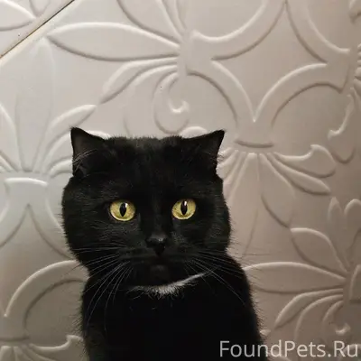 Пропала гладкошёрстная кошка, Шацк