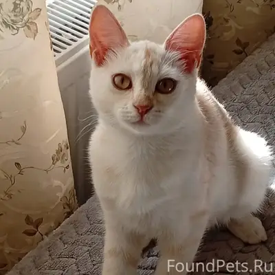 Пропала кошка Карамелька, район улиц им. Алексея Крамаренко