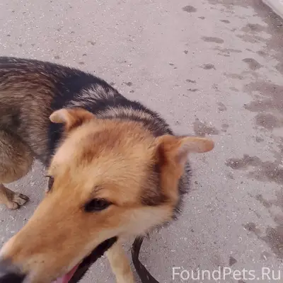 Пропал пёс с ошейником, [место не указано]
