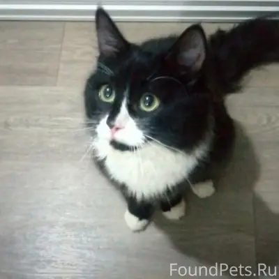 Найдена кошка Мироша