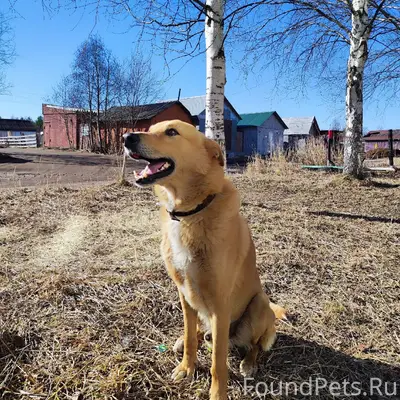 Найден пёс Рыжик, без хозяина