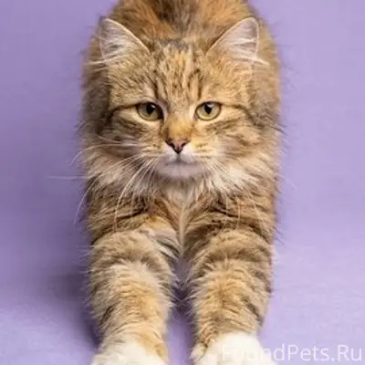 Найдена сибирская кошка Алисия, Волосово