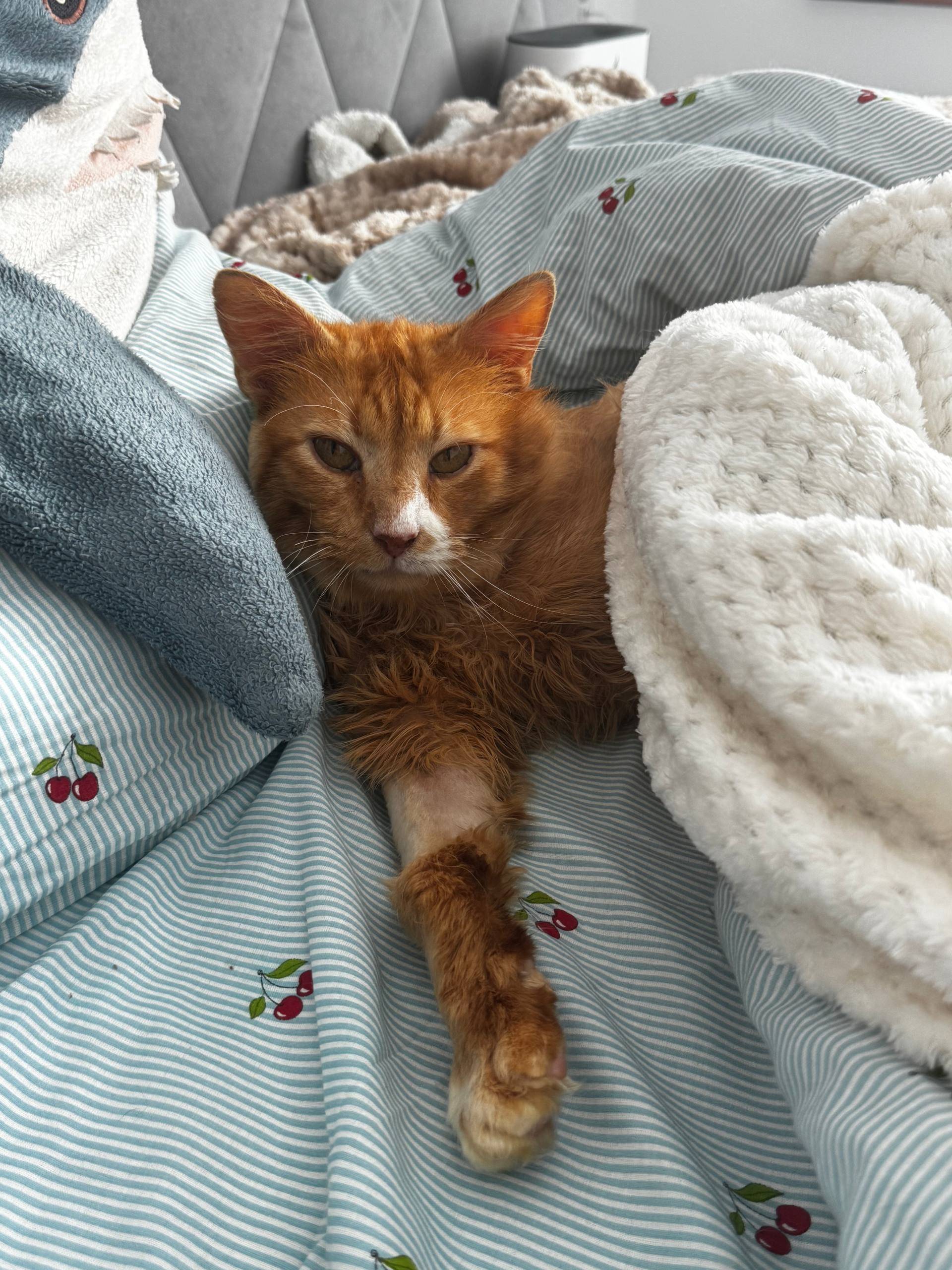 Пропал кот Феникс, Чекистская, 6