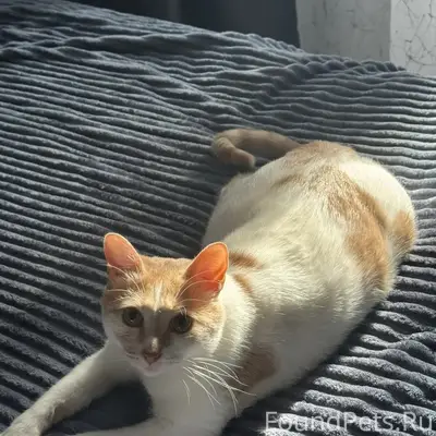 Пропал кот Леся, 2 сады