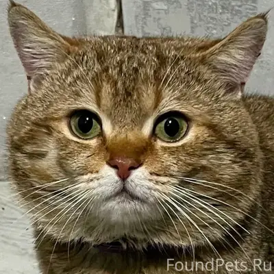 Пропал шотландский прямоухий Голдик, Нальчик
