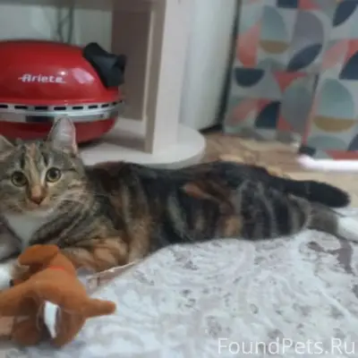 Пропала кошка Буся, парк им. Салавата Юлаева