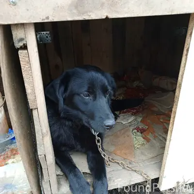 Пропали собаки, СНТ Строитель