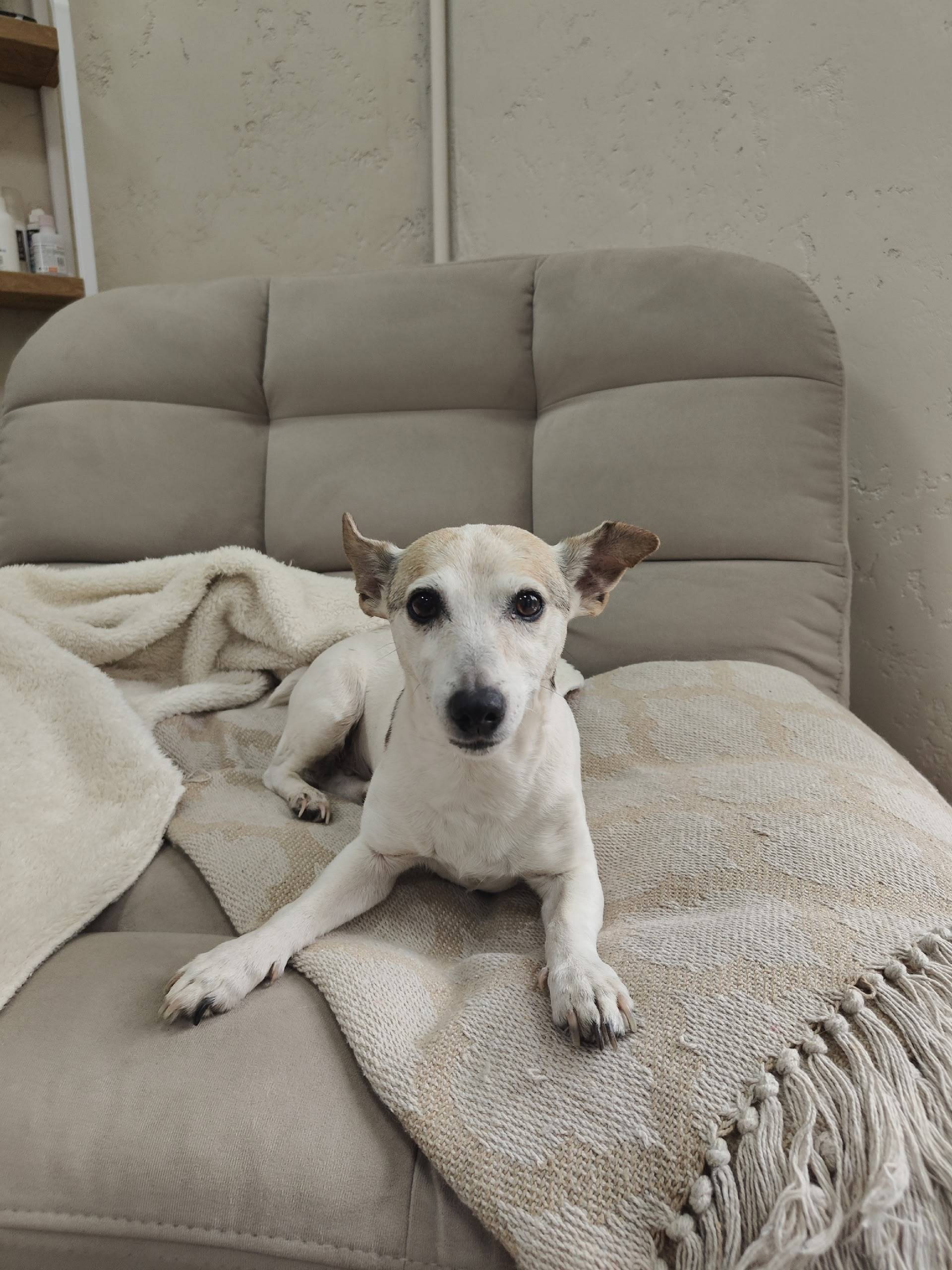 Найден тип собака, [место: снт 'Скала']