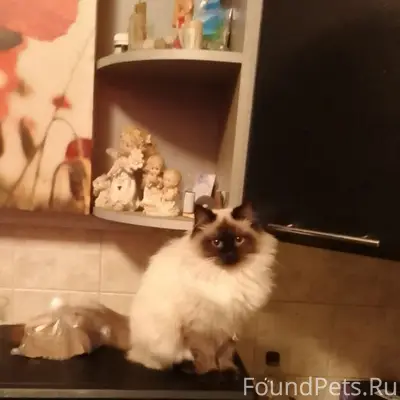 Пропала кошка, [место не указано]