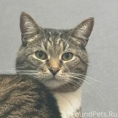 Пропал кот Армен, улица Ухтомского