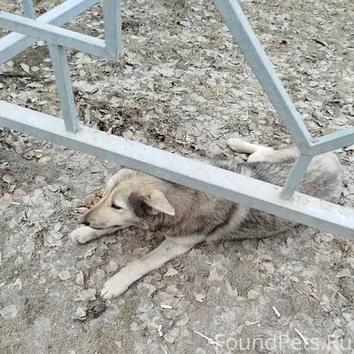 Найден пёс, Бердск, возле продсиба