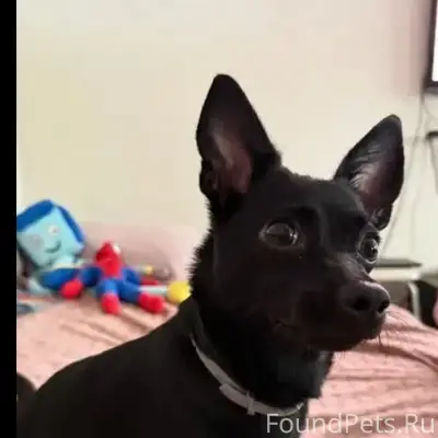 Пропала собака карликовый пинчер Грета