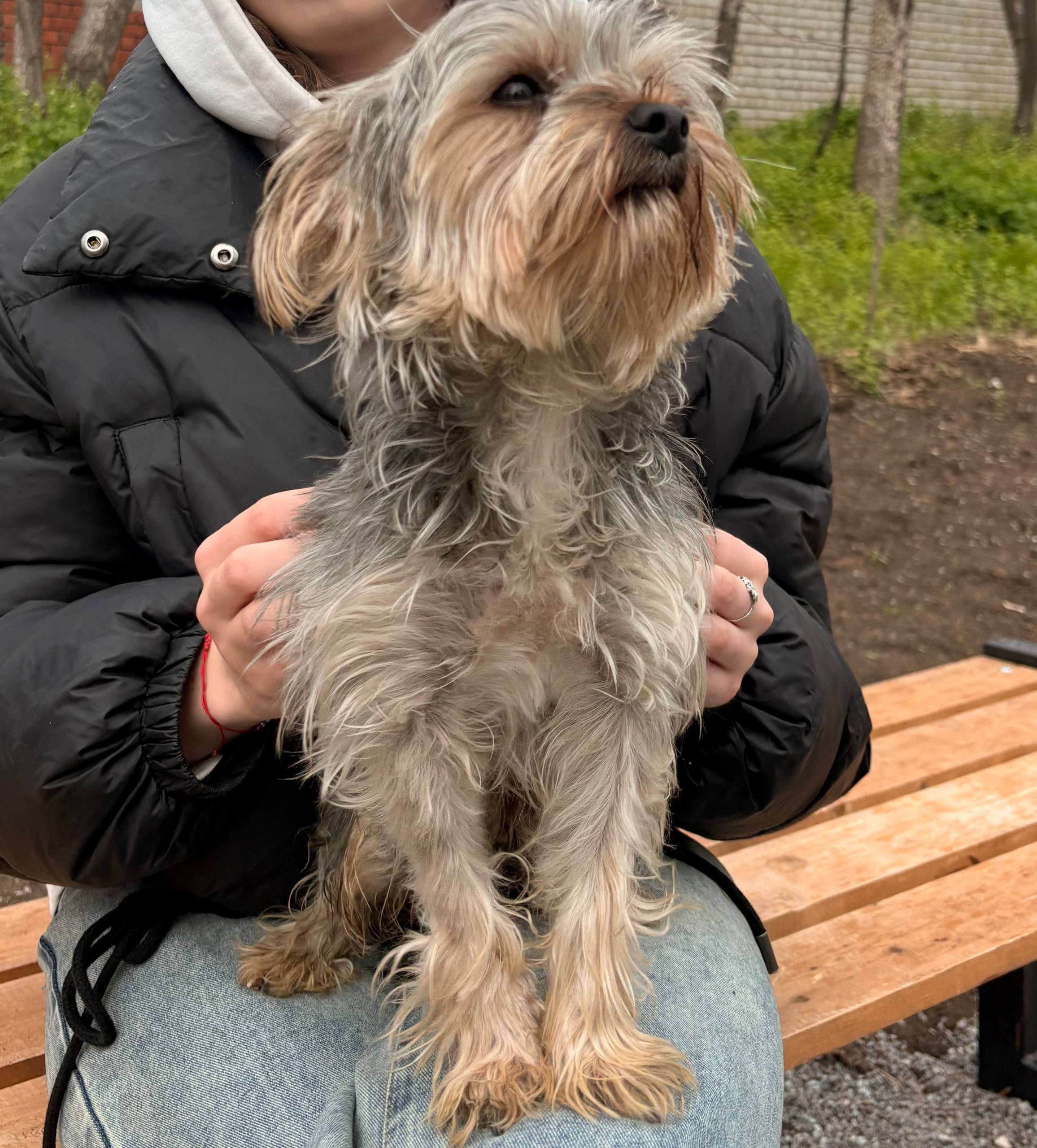 Найден йоркширский терьер, поляна возле 75 школы