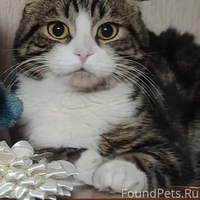 Пропал кот, улица Кирова