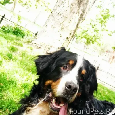 Пропал бернский зиненхунд Малыш, улица Залесская