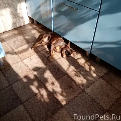 Пропала той терьер Боня