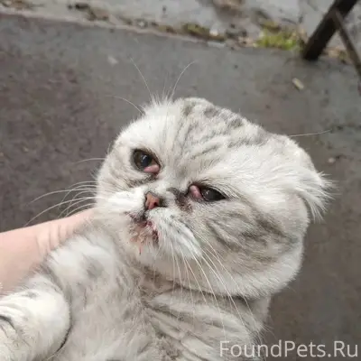 Найден кот, район Элеконд