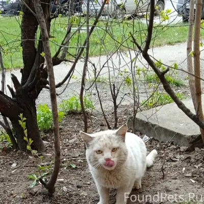 Найден белоснежный кот, Волга