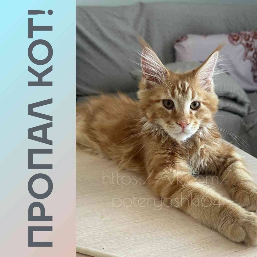 Пропал котёнок, Энгельс