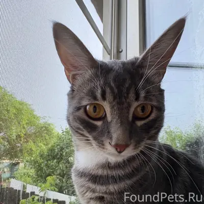 Пропал кот Дымок/Дыма, мкр Аршан, Улан-Удэ