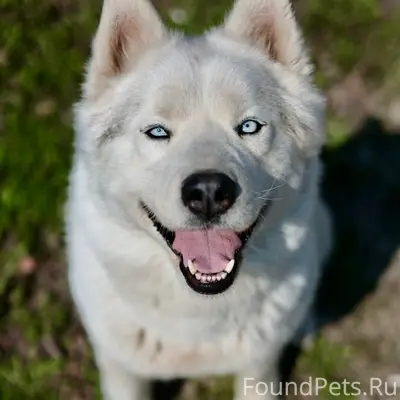 Найден щенок, девочка, примерно девять месяцев