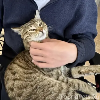 Пропал домашний кот Федя, деревня Еськино