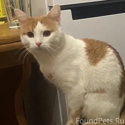 ПРОПАЛ КОТ!!!