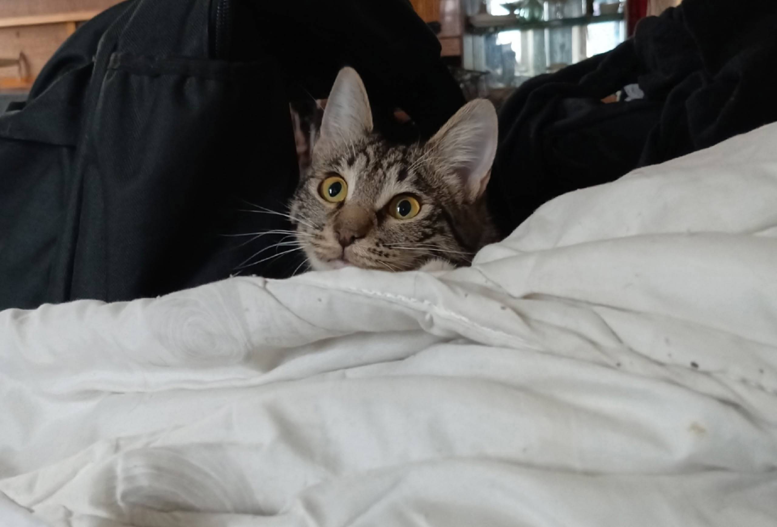 Пропала кошка Клёпа, Нижний Новгород