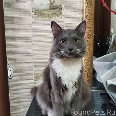 Найден кот, район центральной аптеки