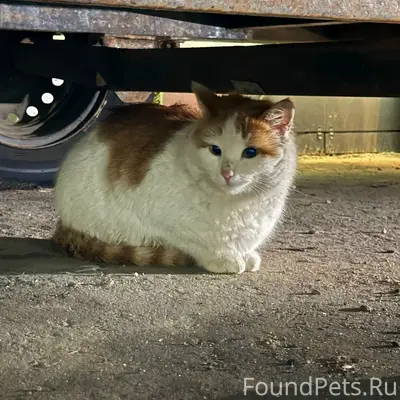 Найдена кошка, ЖК Анкудиновский парк