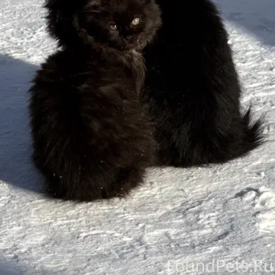 Пропал котенок в районе максидома