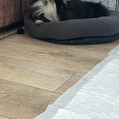 Пропала собака, 