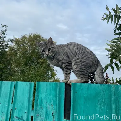 Пропал кот Барсик, Ленинский Комсомола