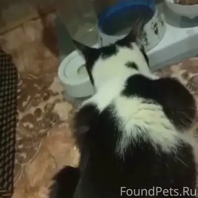 Пропал кот, Липяги, Бакинский переулок