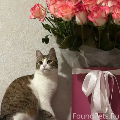 Пропала кошка Тигра, район ул. Мира, 19