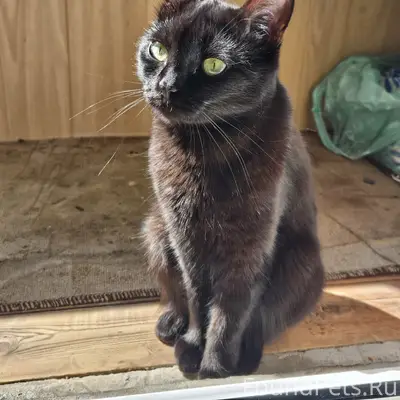 Пропала кошка Анима, Перекопский городок