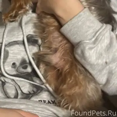 Пропала собака Арнальда, посёлок Аэропорт