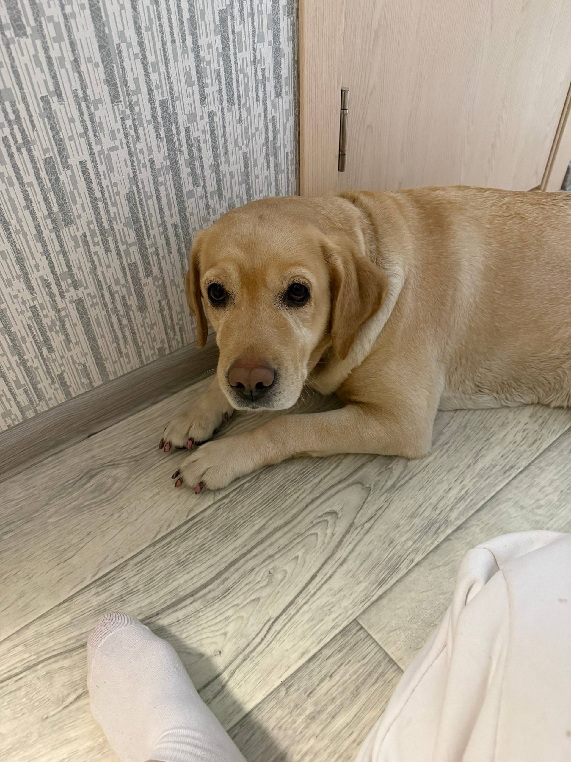 Найден лабрадор, найдена на улице Набережная 5В