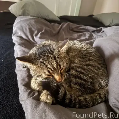 Найден кот, Титановая 1