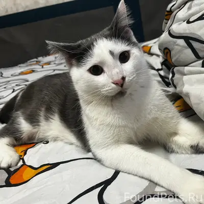 Пропал кот Кузя, район Эскулапа