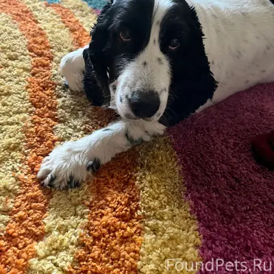 Пропала собака Соня, ж. д. части